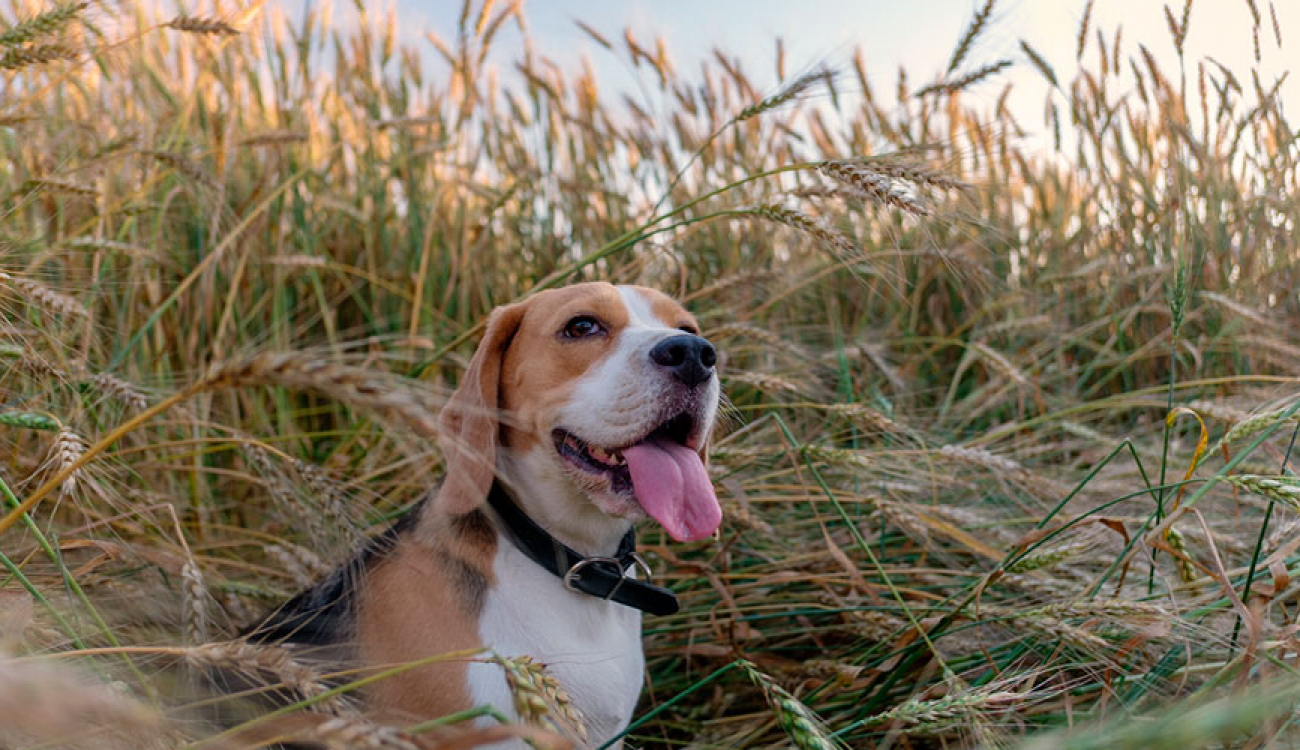 Espigas perros