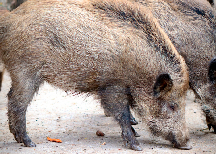 L’EMD vol frenar l’entrada de senglars a Valldoreix a proposta del PP
